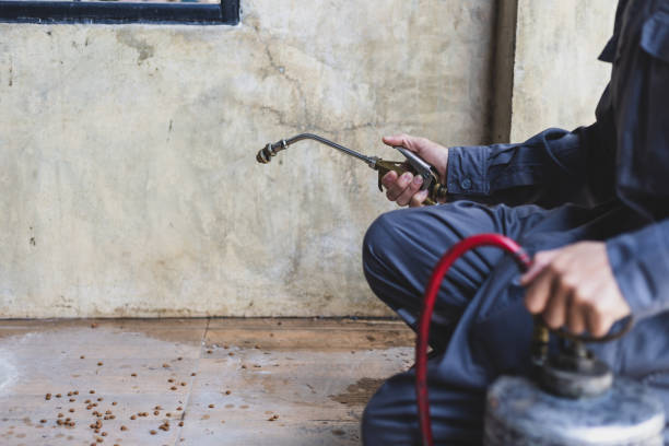 Best Pest Removal Services  in Mesquite, NV